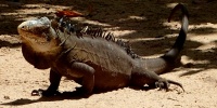 1385_full_1.jpg