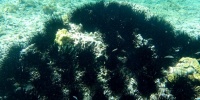 1385_full_17.jpg