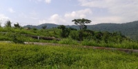 1245_full_11.jpg