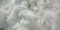 1333_full_10.jpg