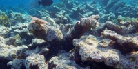 1089_full_2.jpg