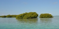 1071_full_0.jpg