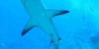 1097_full_1.jpg