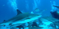 1097_full_19.jpg