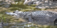 1125_full_11.jpg