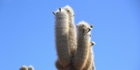 1185_full_4.jpg